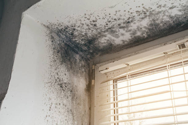 Affordable Mold Remediation solutions in Rocky Hill, NJ